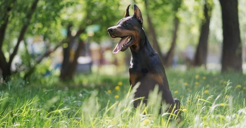 12 Tall Skinny Dogs Know It All