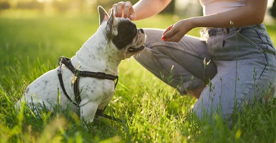 Do Dogs Know Their Names? (What Does the Science Say?)