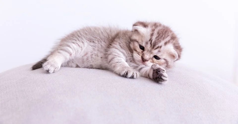 Fading Kitten Syndrome Symptoms, Care and Treatment