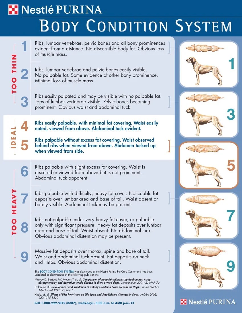 How Heavy Should My Dog Be? A Complete Guide About Dog Weight