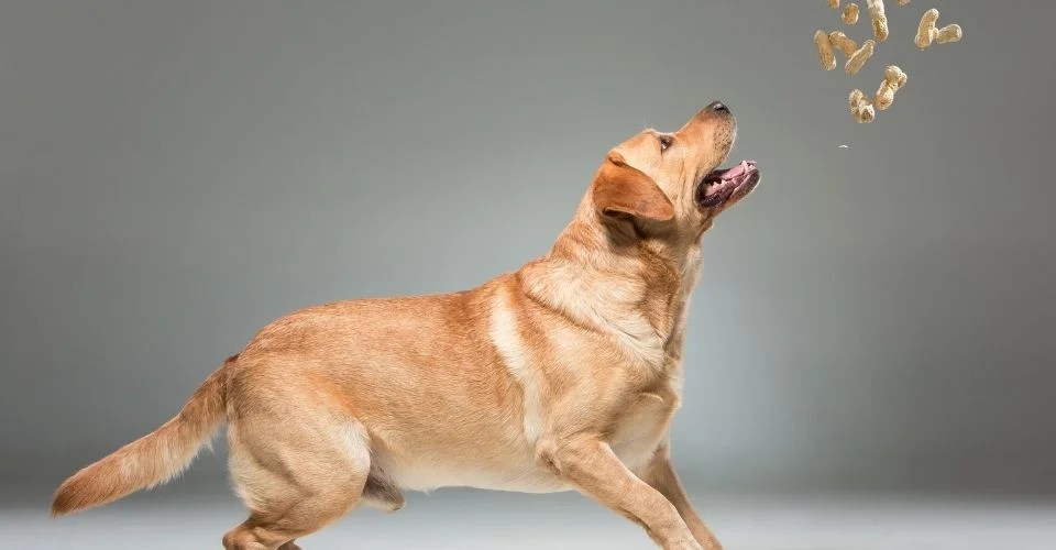 Dog Diet Can Dogs Eat Peanuts?