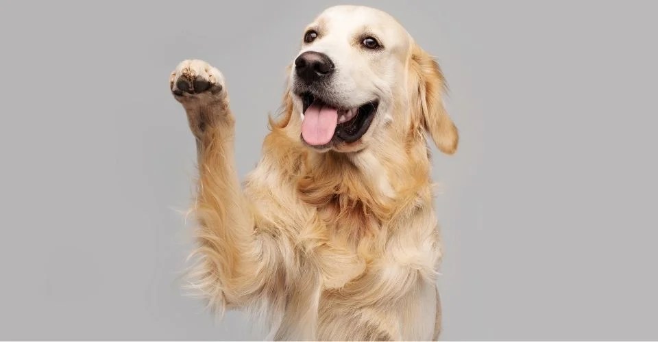 How Big Do Golden Retrievers Grow