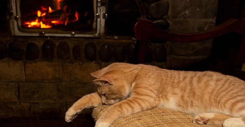 7 Practical Tips on How to Keep Cats Out of the Fireplace