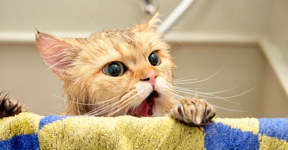 These 15 Kitties Afraid of Shower Will Surely Melt Your Heart!