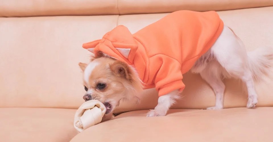 How Long Can a Dog Go Without Peeing?