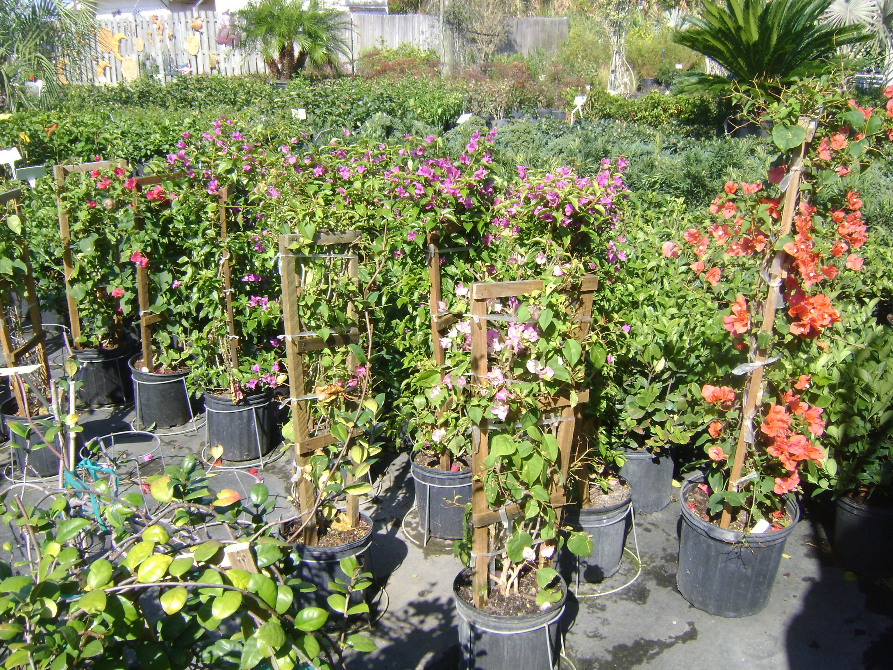 Bougainvillea Nurseries In Florida TheNurseries