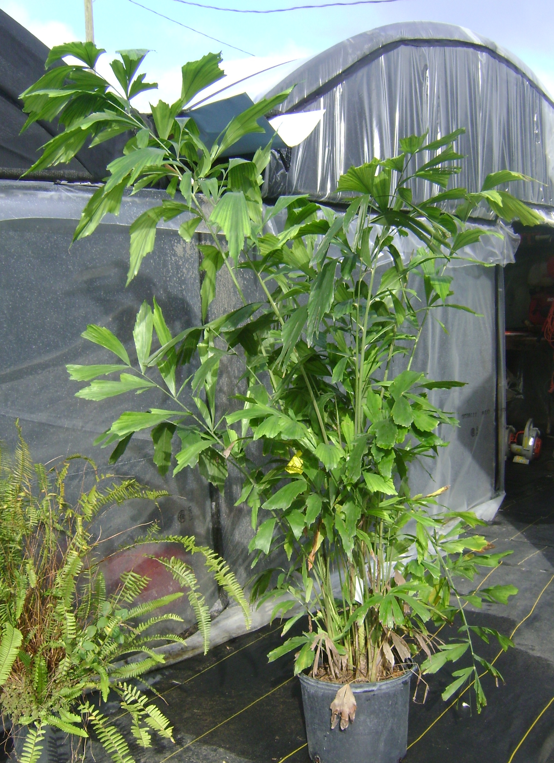 Buy Fishtail Palm in Tampa, Brandon, Riverview, Apollo Beach