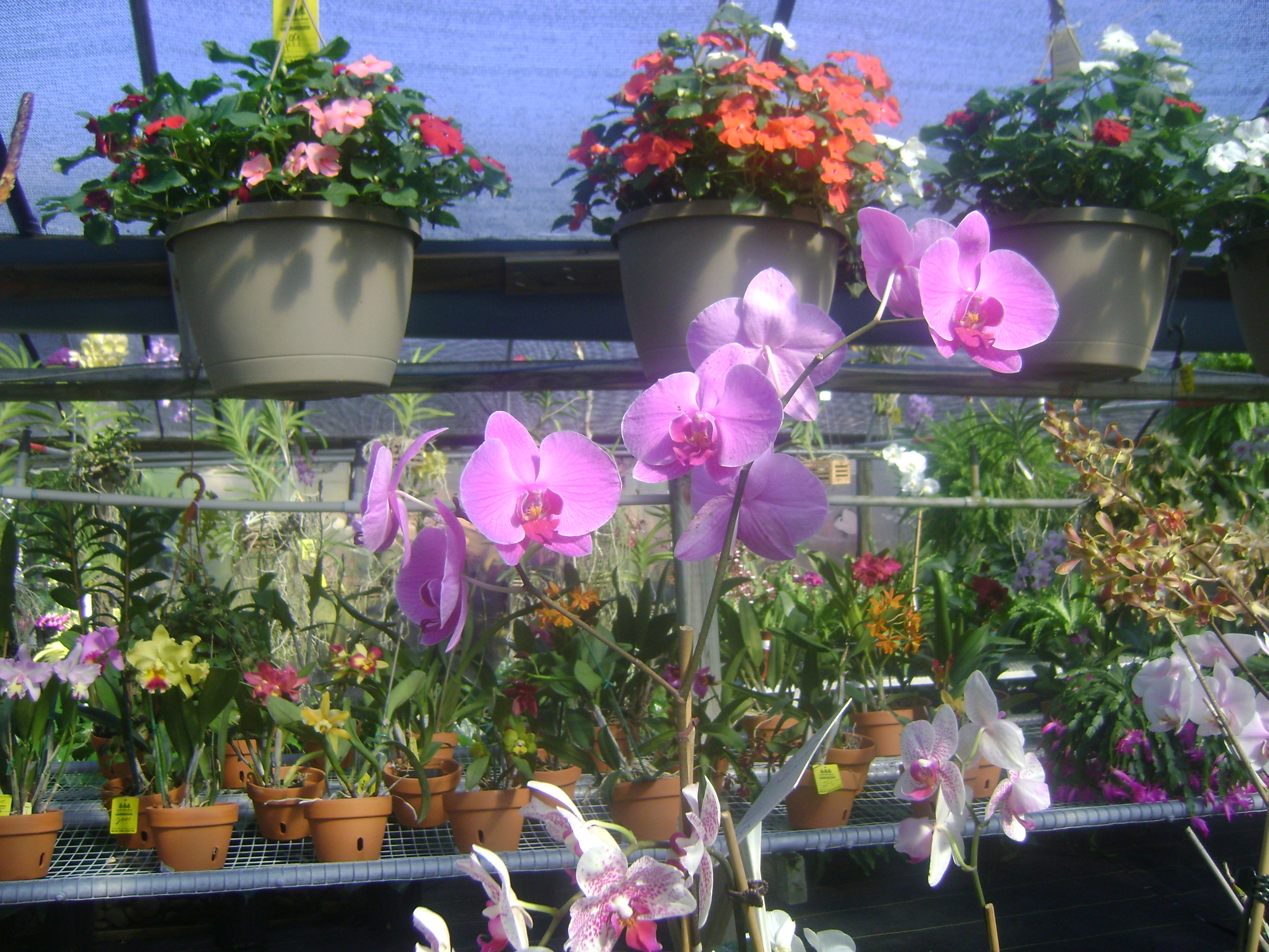 Flowers in Tampa, Apollo Beach, Riverview, Gibsonton