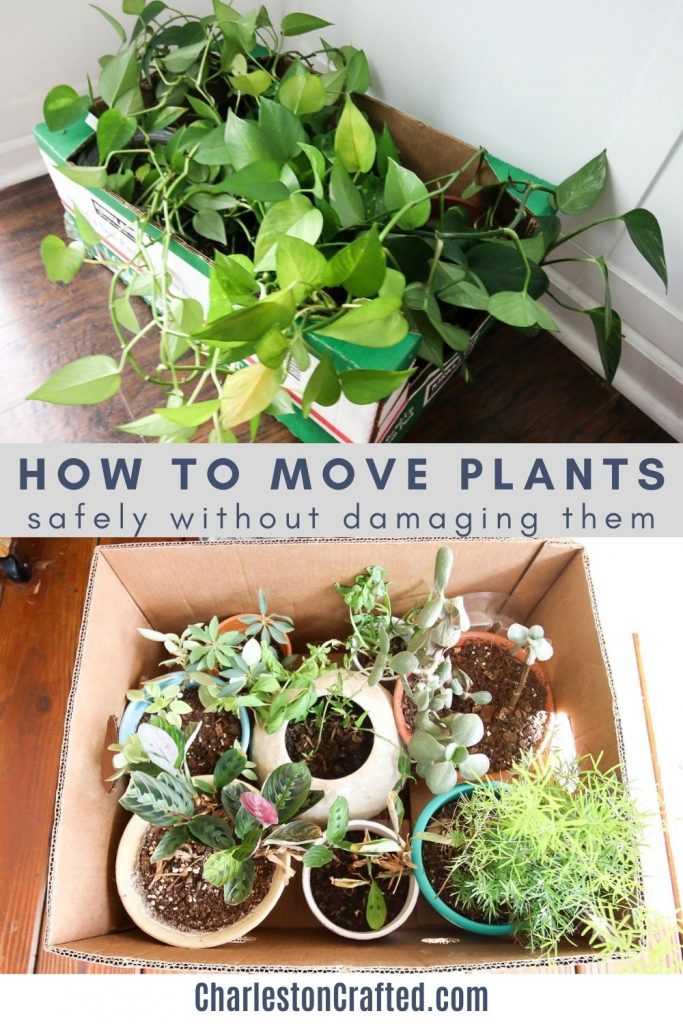 How to pack house plants for moving keep your plants alive