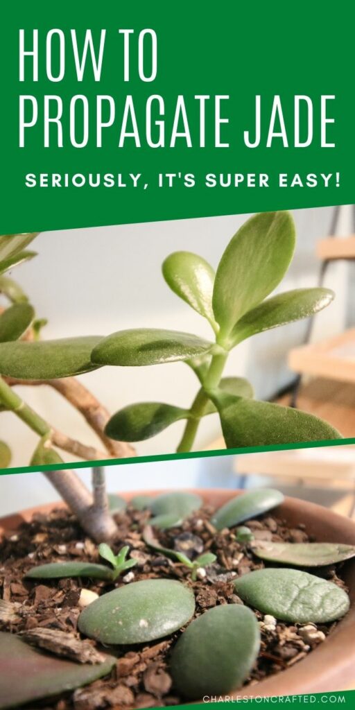 How to propagate jade the easy way! keep your plants alive