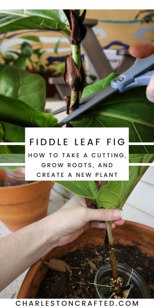How to propagate a fiddle leaf fig from stem cuttings keep your