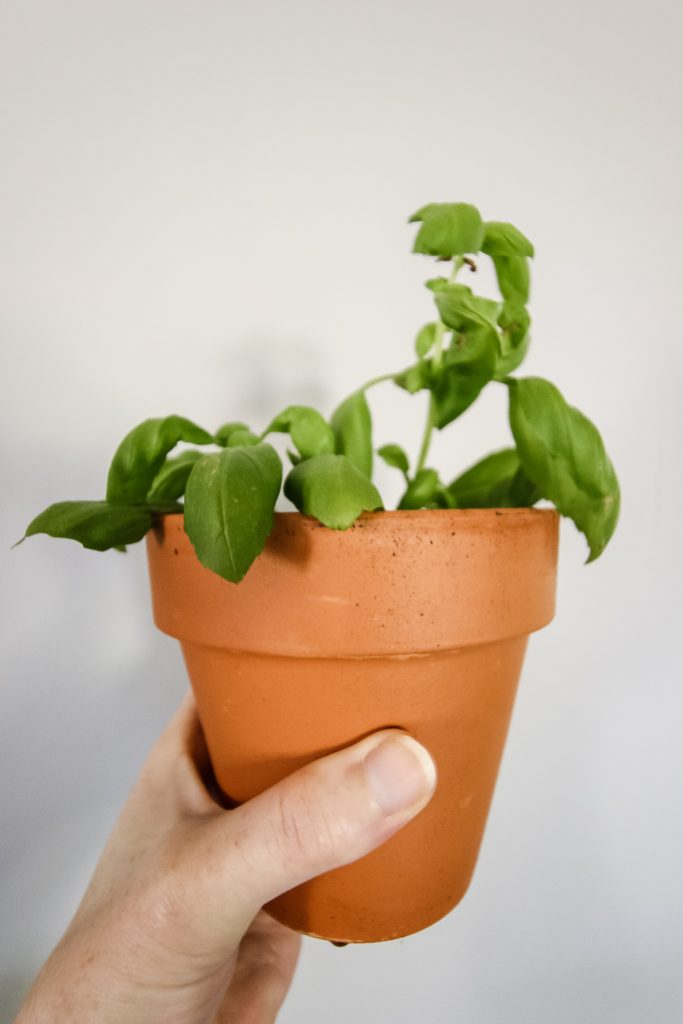 How to propagate basil (never buy basil again!) keep your plants alive