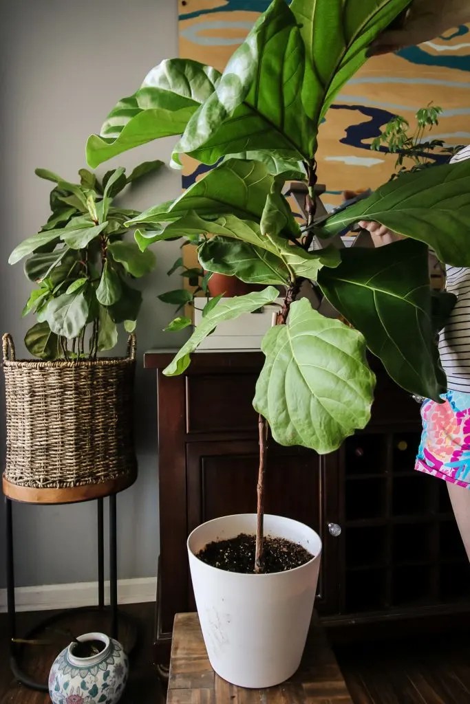 How to propagate a fiddle leaf fig from stem cuttings keep your