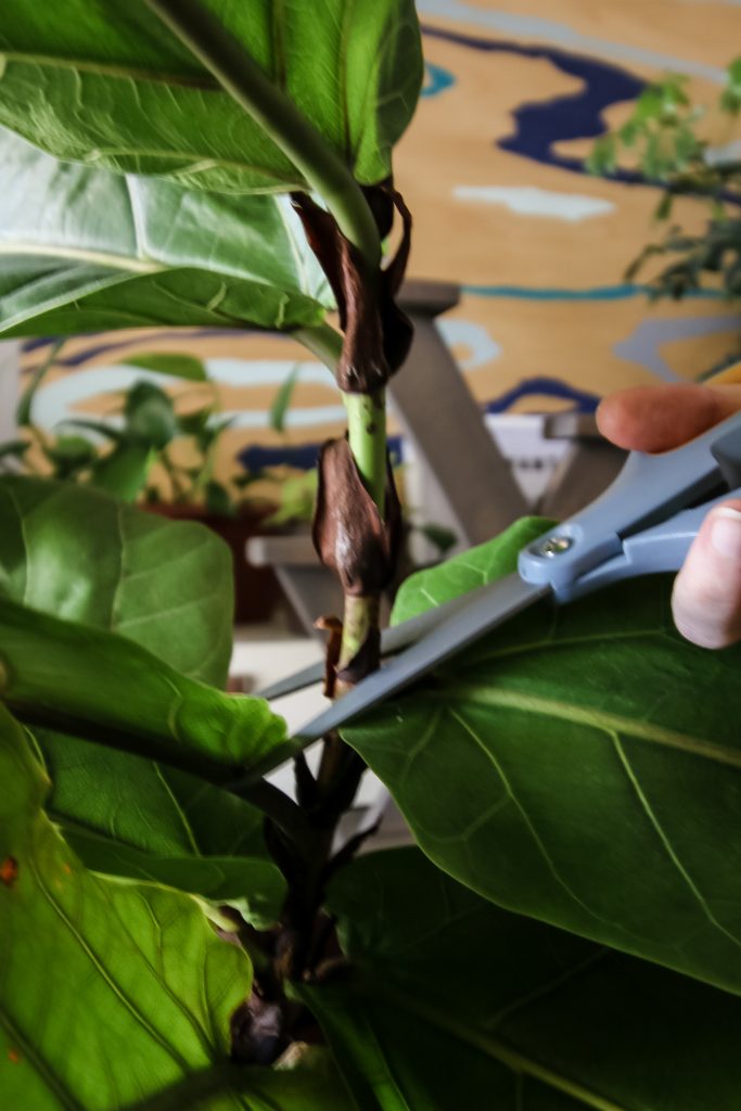What to do when your fiddle leaf fig gets too tall keep your plants alive