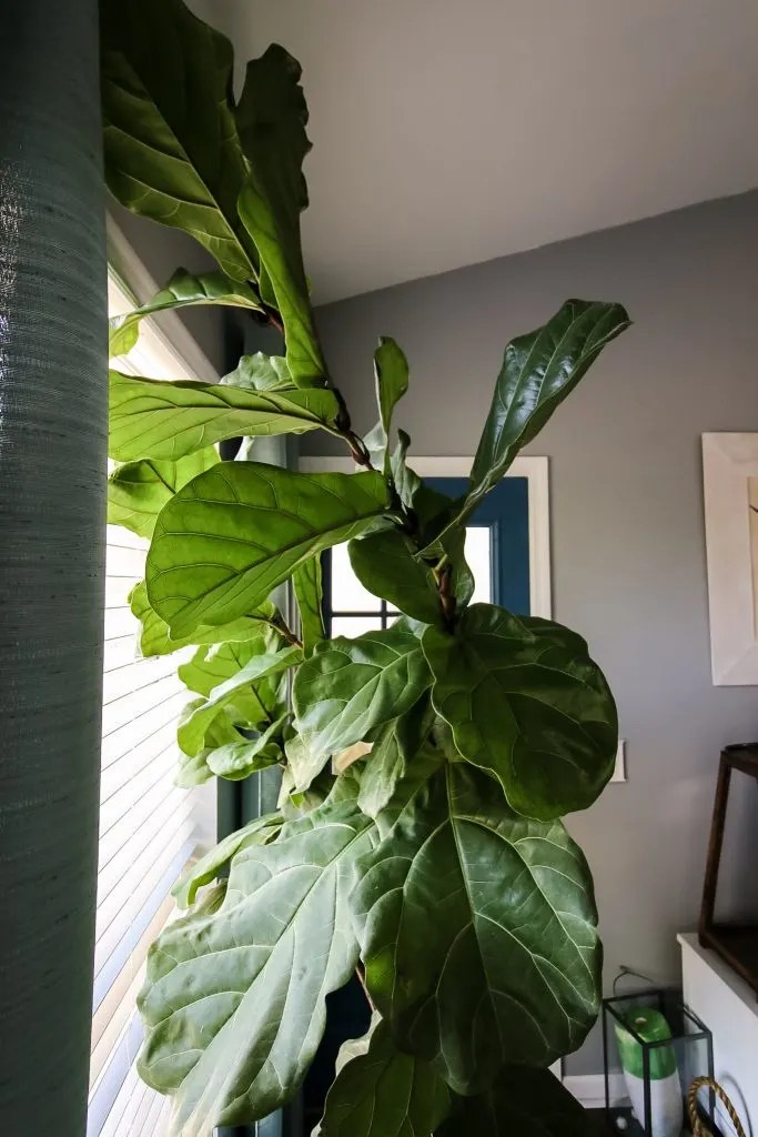 What to do when your fiddle leaf fig gets too tall keep your plants alive