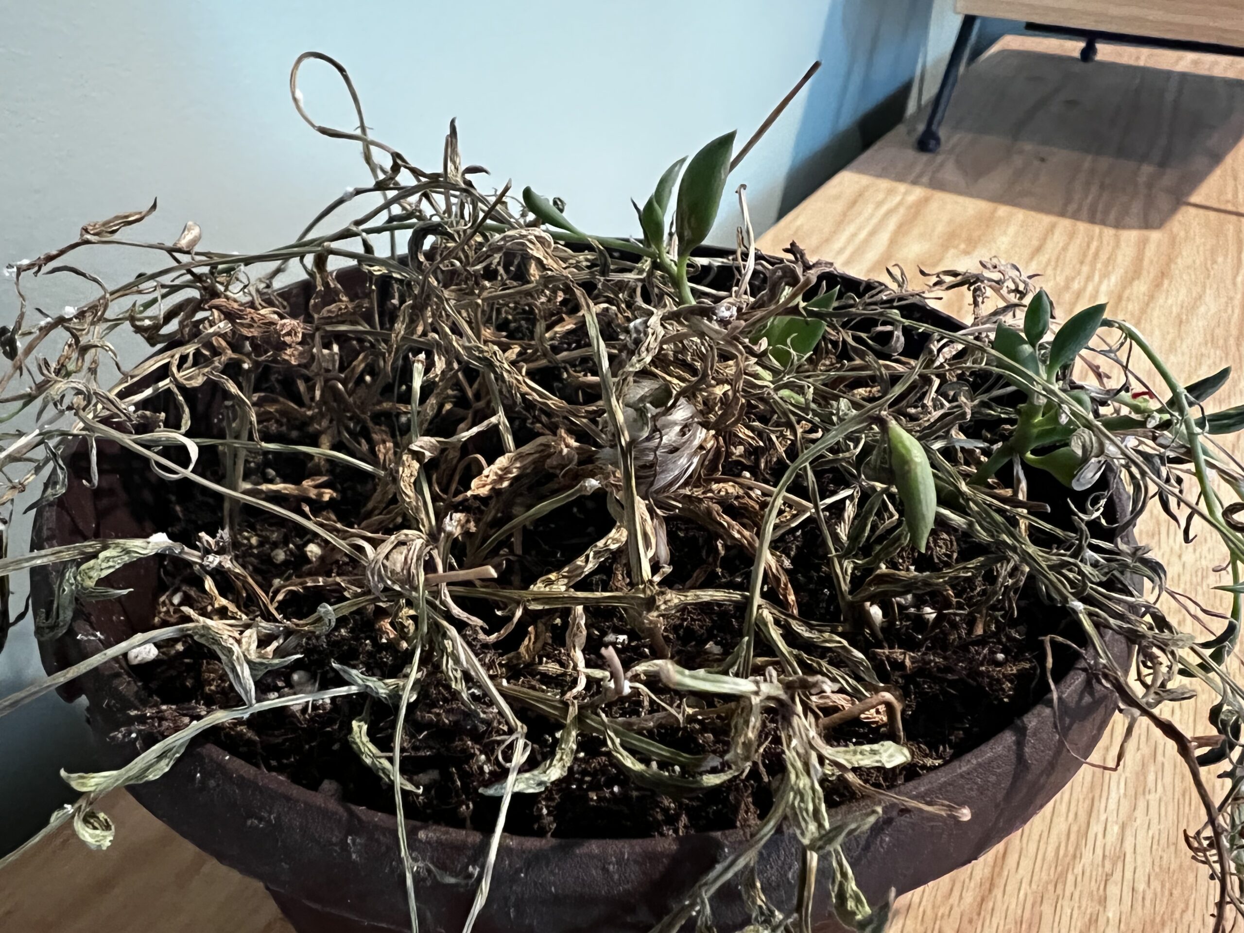 Why is my string of bananas dying? keep your plants alive