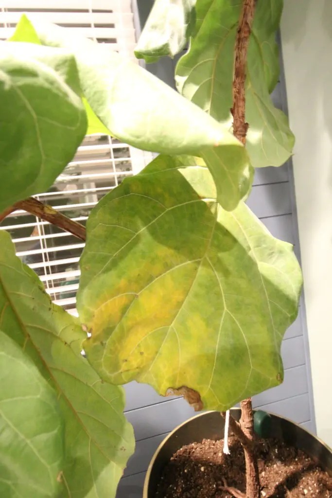 Why are my fiddle leaf fig leaves turning yellow? keep your plants alive