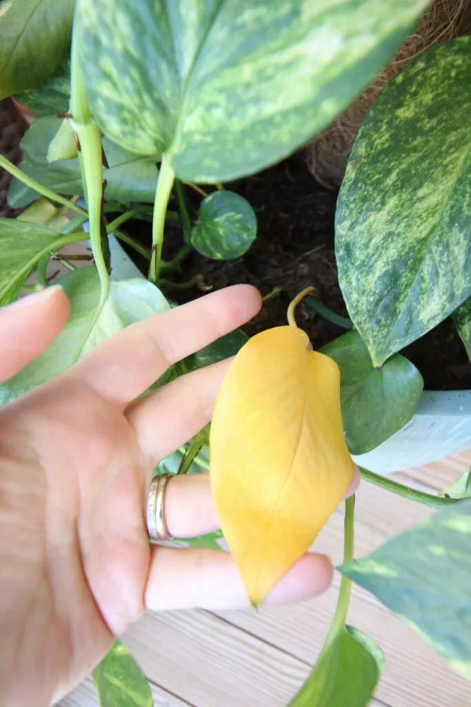 Why are my pothos leaves turning yellow? keep your plants alive