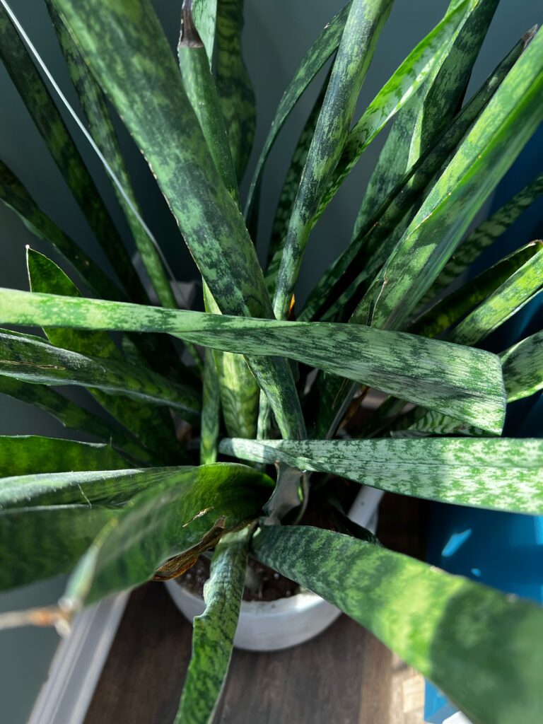 Why is my snake plant flopping over keep your plants alive