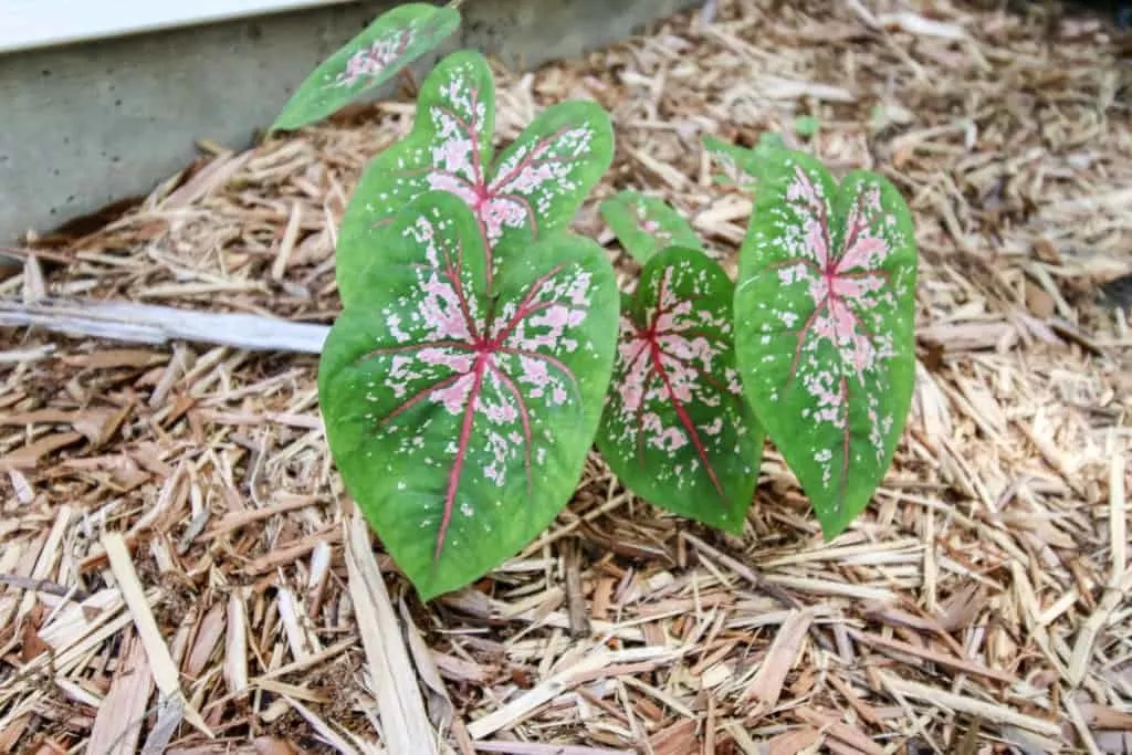 Why are my elephant ears not coming up? keep your plants alive