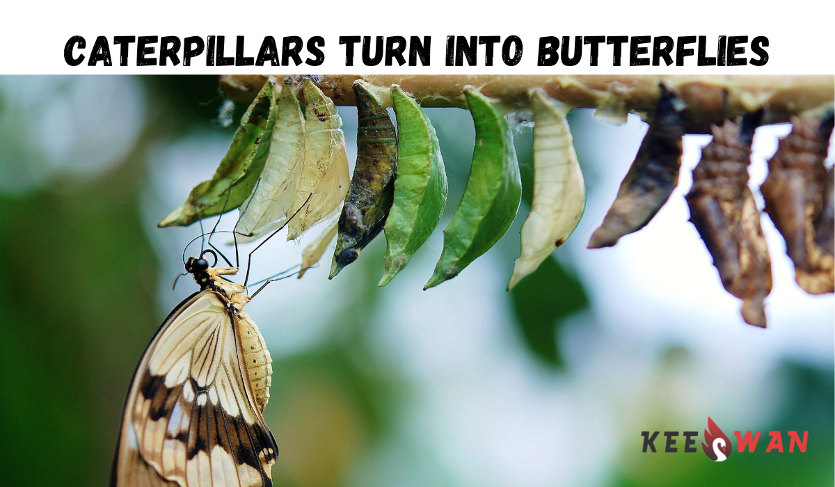 Do All Caterpillars Turn into Butterflies Keeswan