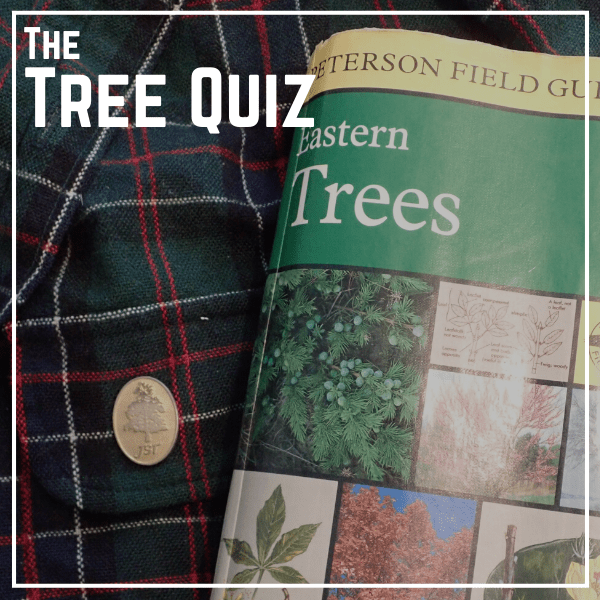 Tree Quiz (1) Keewaydin