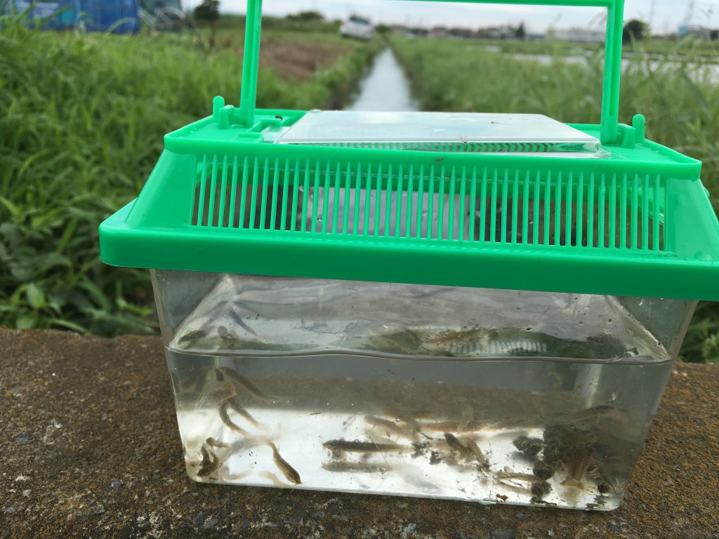 梅雨時の相模川水系、用水路で「ガサガサ」小魚、エビ、を捕獲〜！ いいぶさ日記