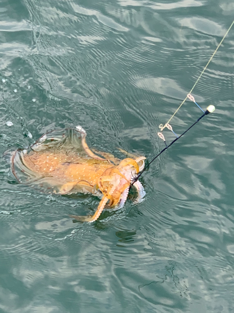 【入門】サビキ釣りの仕掛けと結び方は？時期とコツで釣果が変わる？ けいちょんの釣り情報局