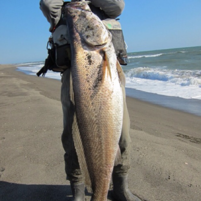 オオニベの釣り方とおすすめタックルは？幻の魚を手に入れよう！ けいちょんの釣り情報局
