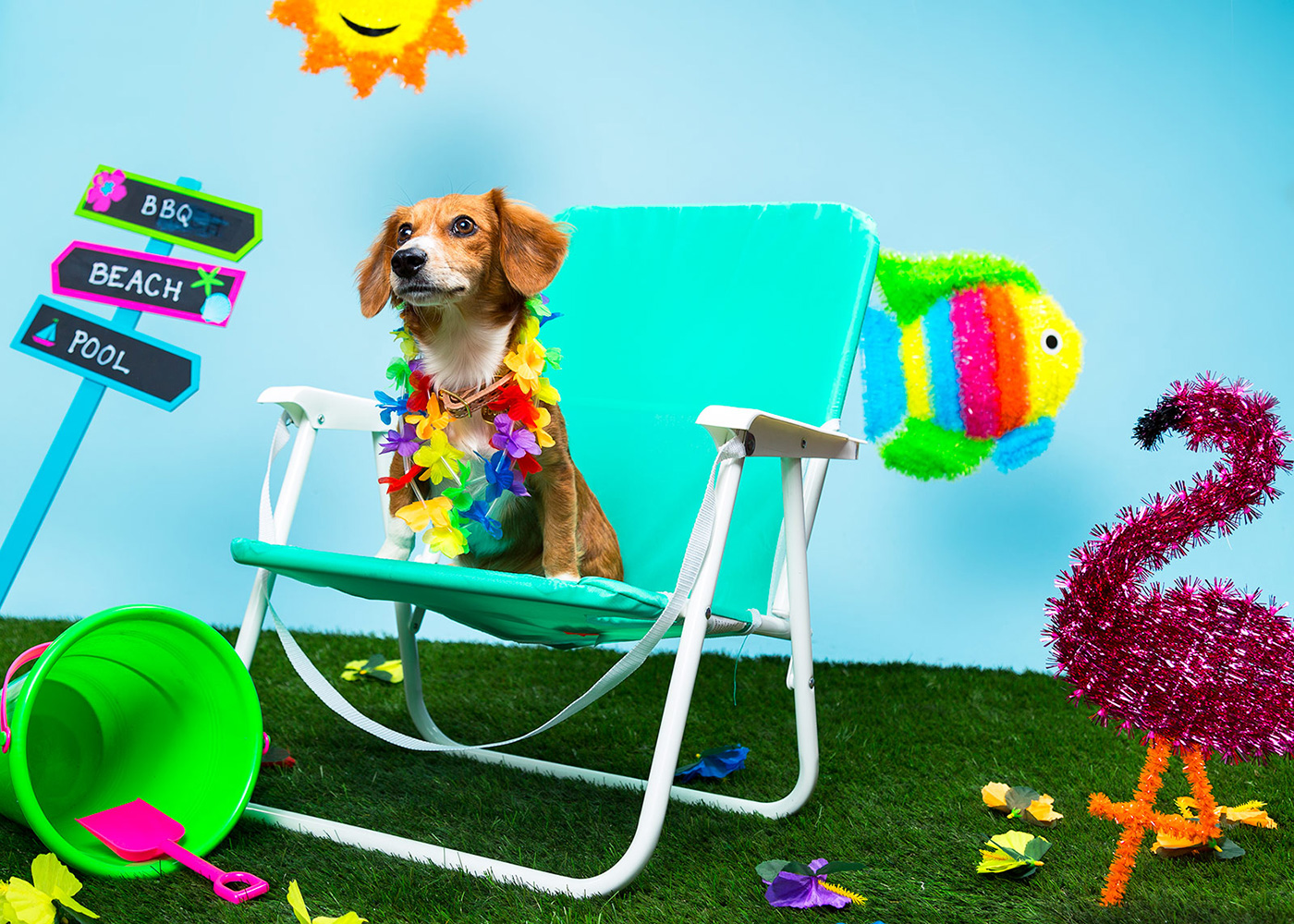 Foster Dogs NYC Adoption Photo Shoot Keiko Lynn