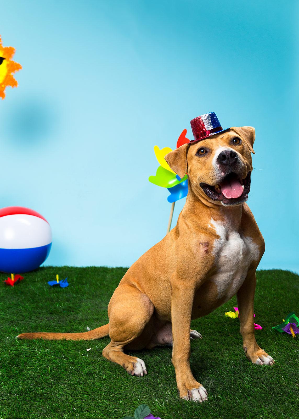 Foster Dogs NYC Adoption Photo Shoot Keiko Lynn