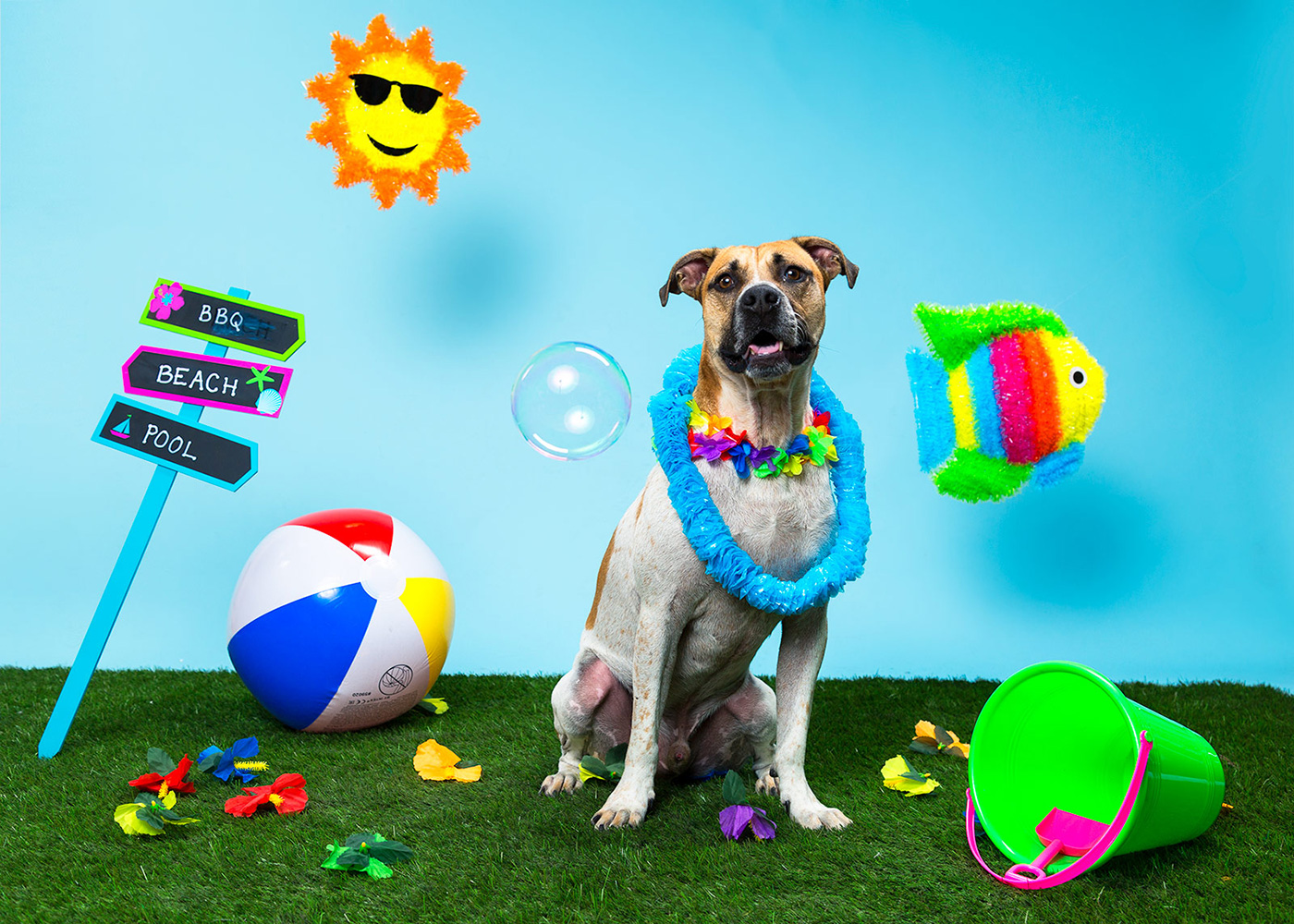 Foster Dogs NYC Adoption Photo Shoot Keiko Lynn