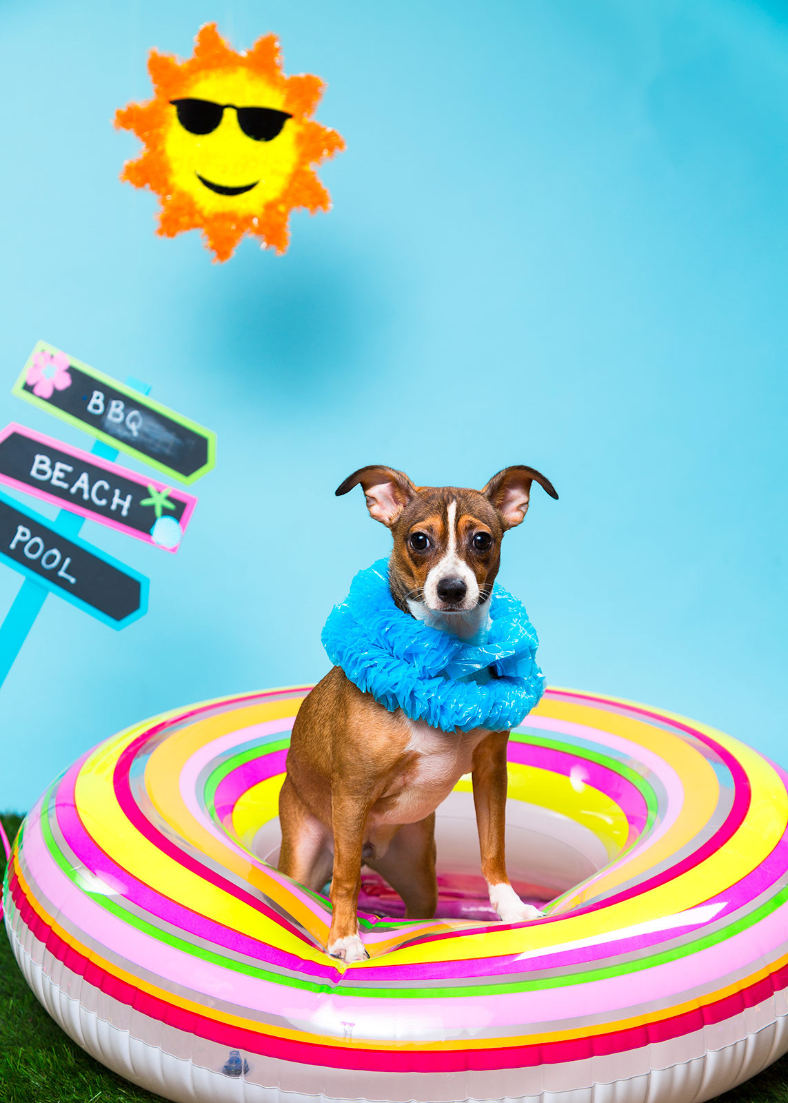 Foster Dogs NYC Adoption Photo Shoot Keiko Lynn