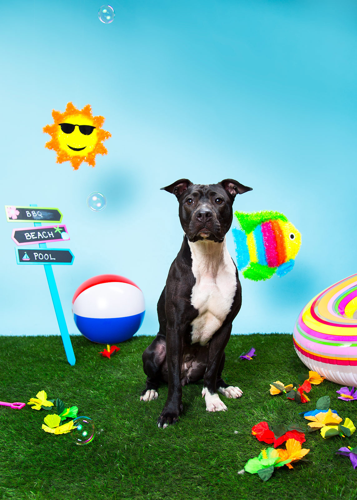 Foster Dogs NYC Adoption Photo Shoot Keiko Lynn