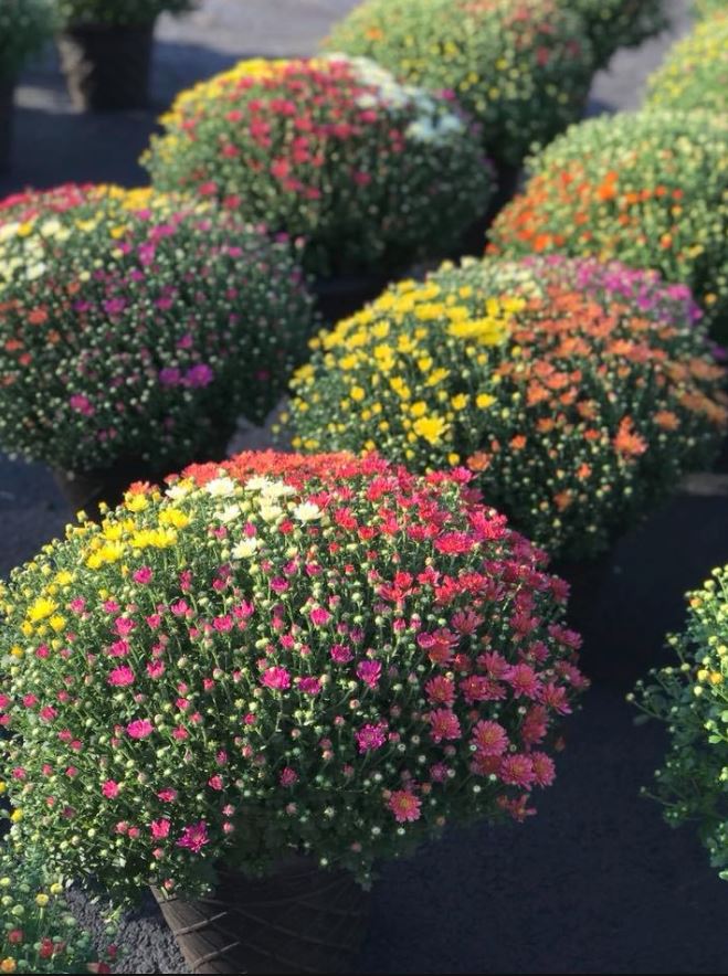 Keil's Produce and Greenhouse Toledo Garden Center & Farmers Market