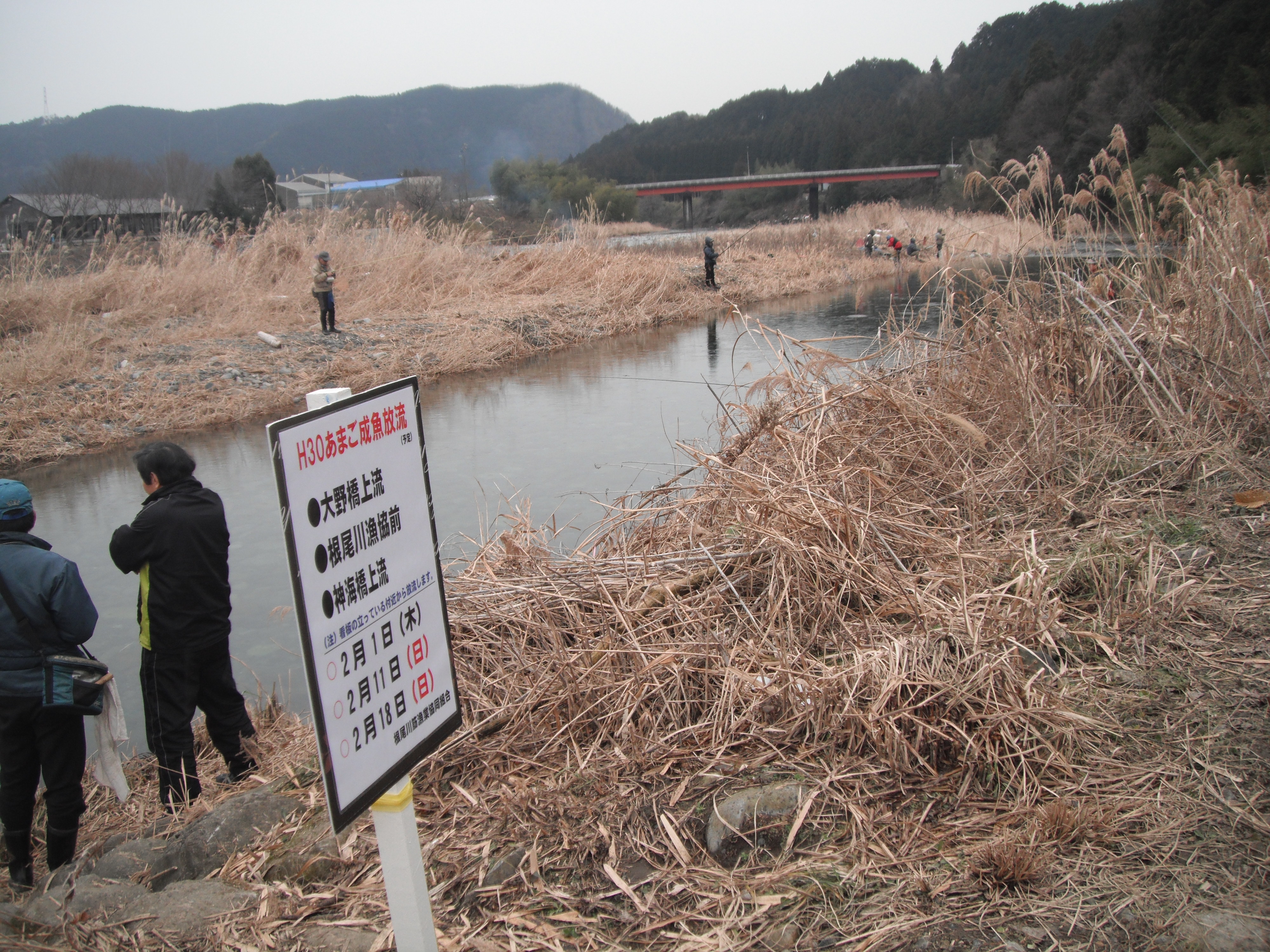 根尾川アマゴ解禁第1回放流日 僕の渓流