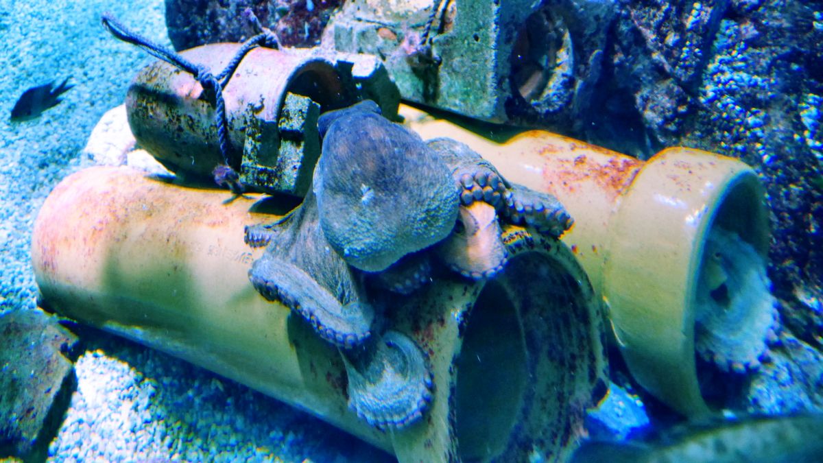 Keisui Art Studio ウツボとたこが仲良く同居する条件