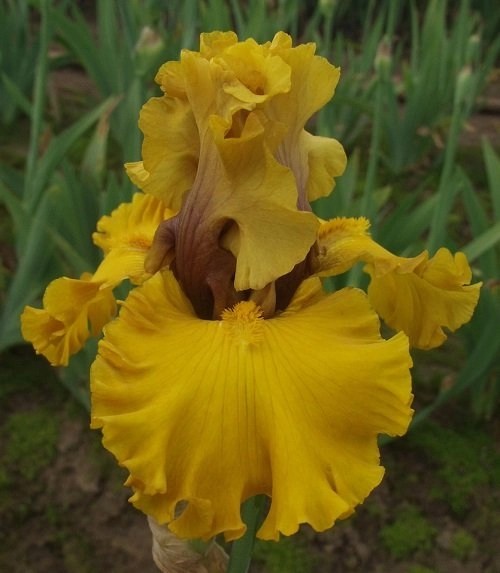 KEPPEL TALL BEARDEDS KEITH KEPPEL IRISES