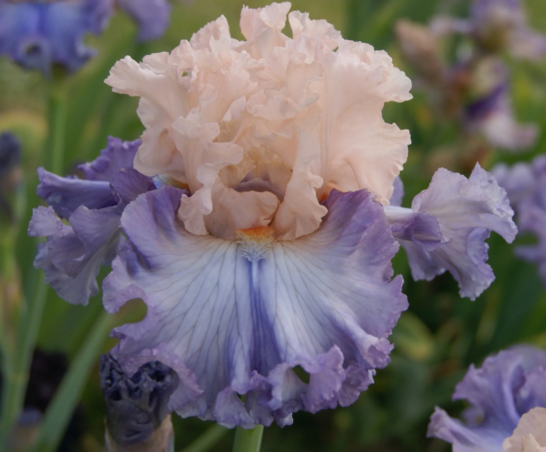 Satin Ruffles KEITH KEPPEL IRIS