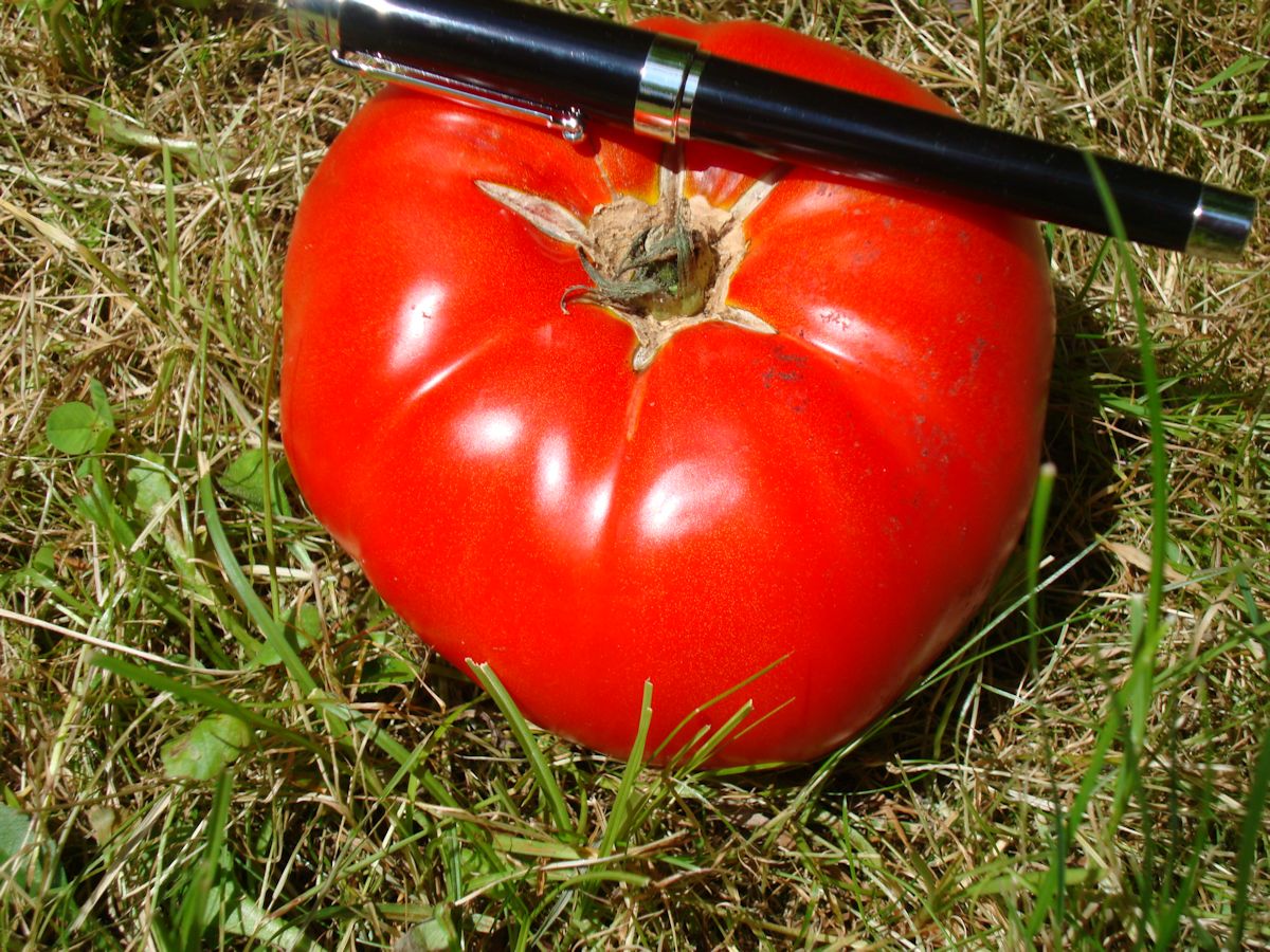 tomato Keithpp's Blog