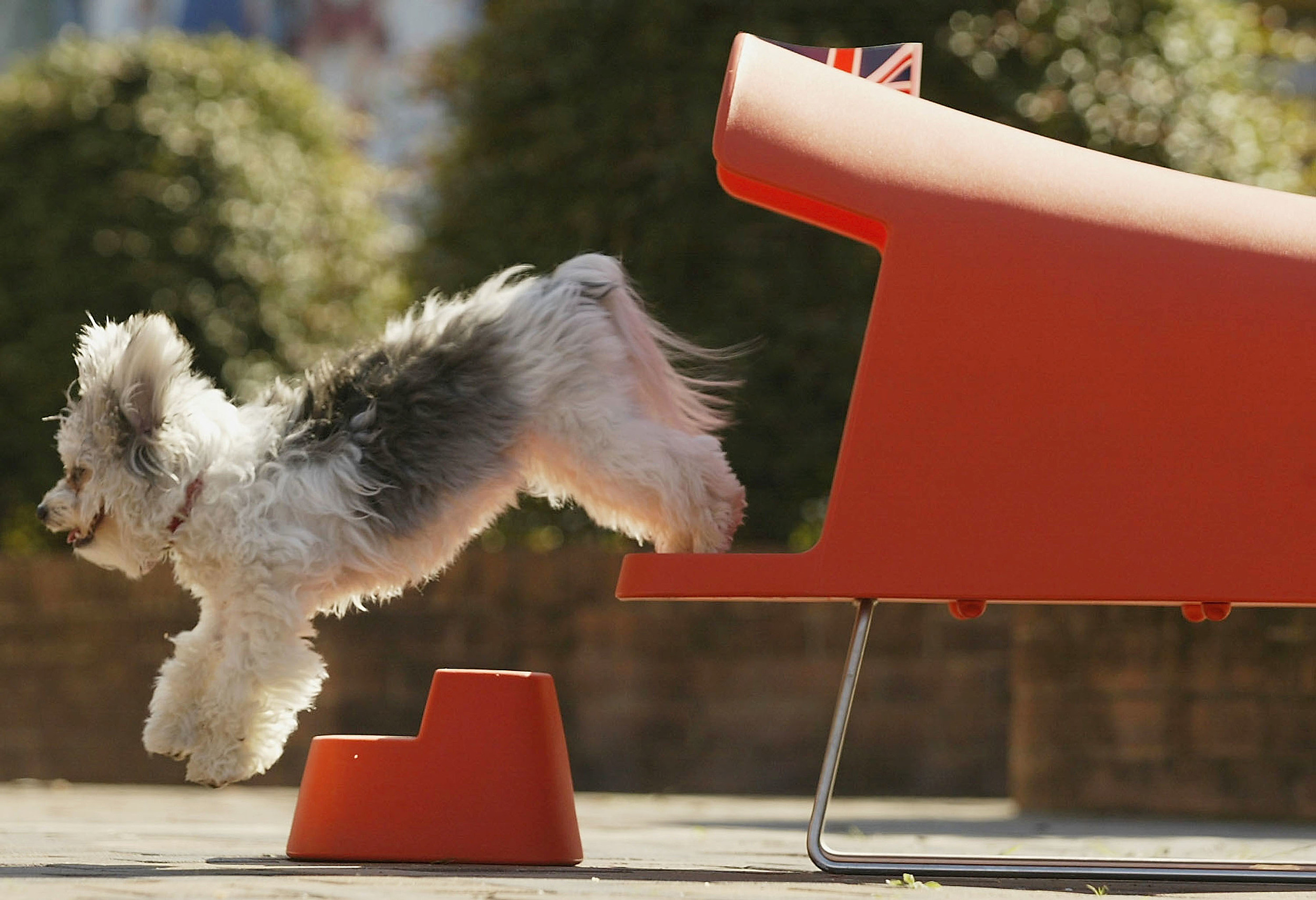 Monday is National 'Get Out of the Dog House Day' Show Off Your Pet's