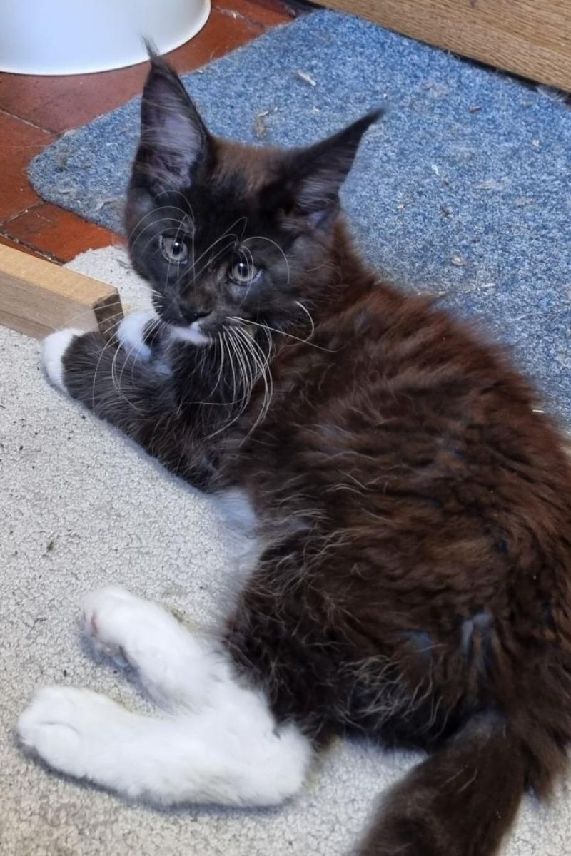 Maine coon kittens for sale Wales. GCCF Maine coon registered cattery
