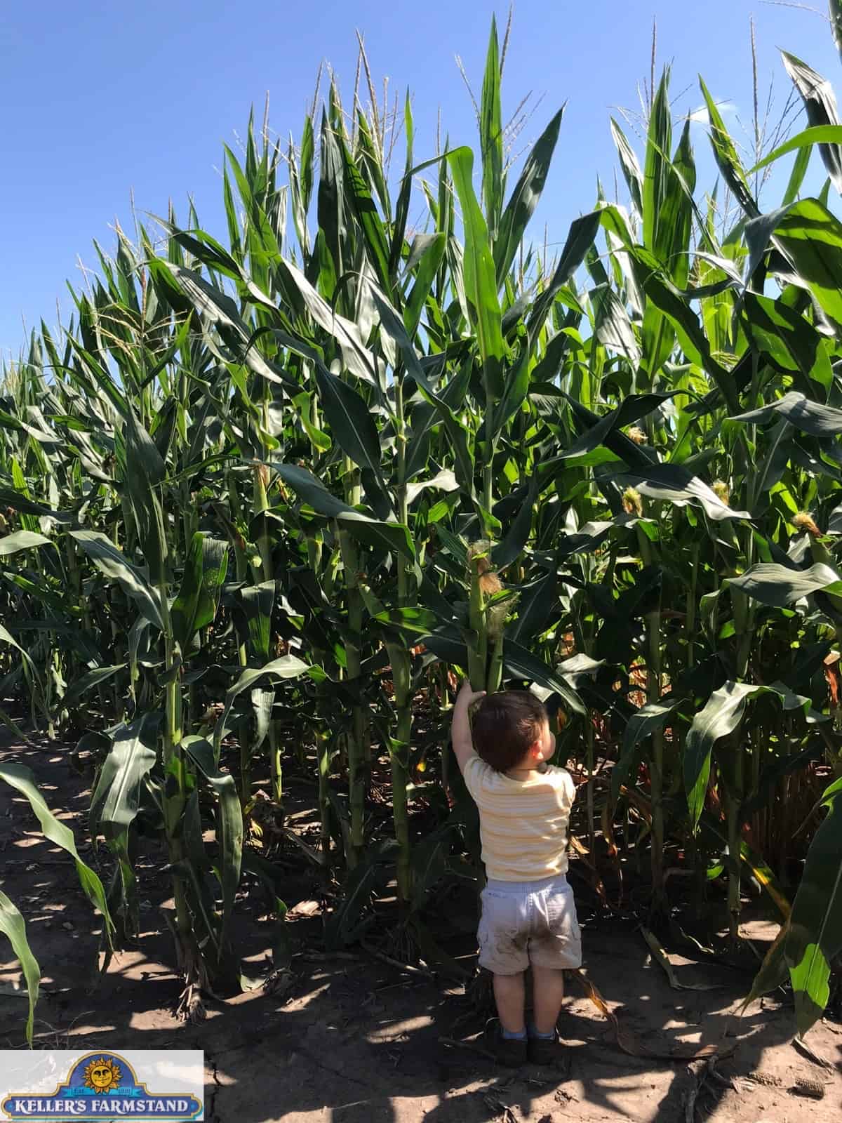Sweet corn vs. Field corn height Keller's Farmstand