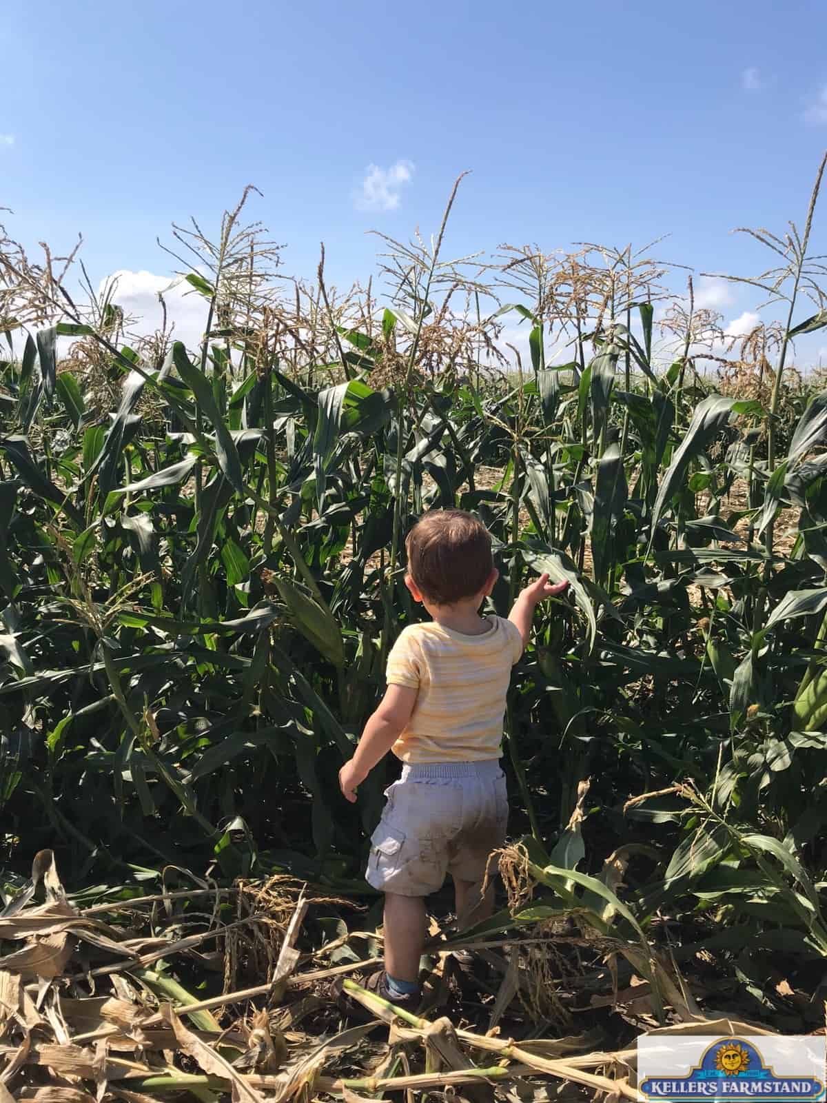 Sweet corn vs. Field corn height Keller's Farmstand