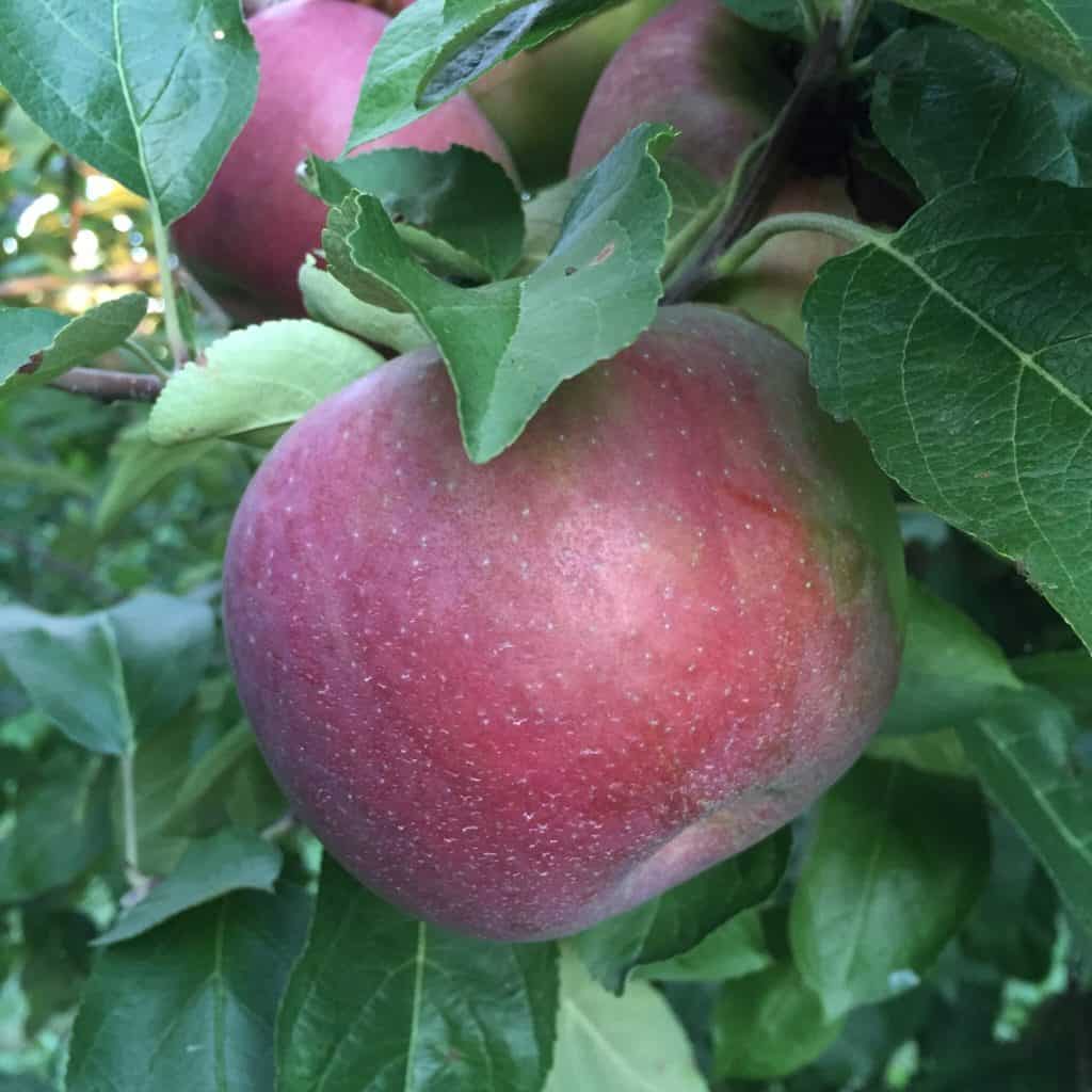 Apple Orchard in Kendall County
