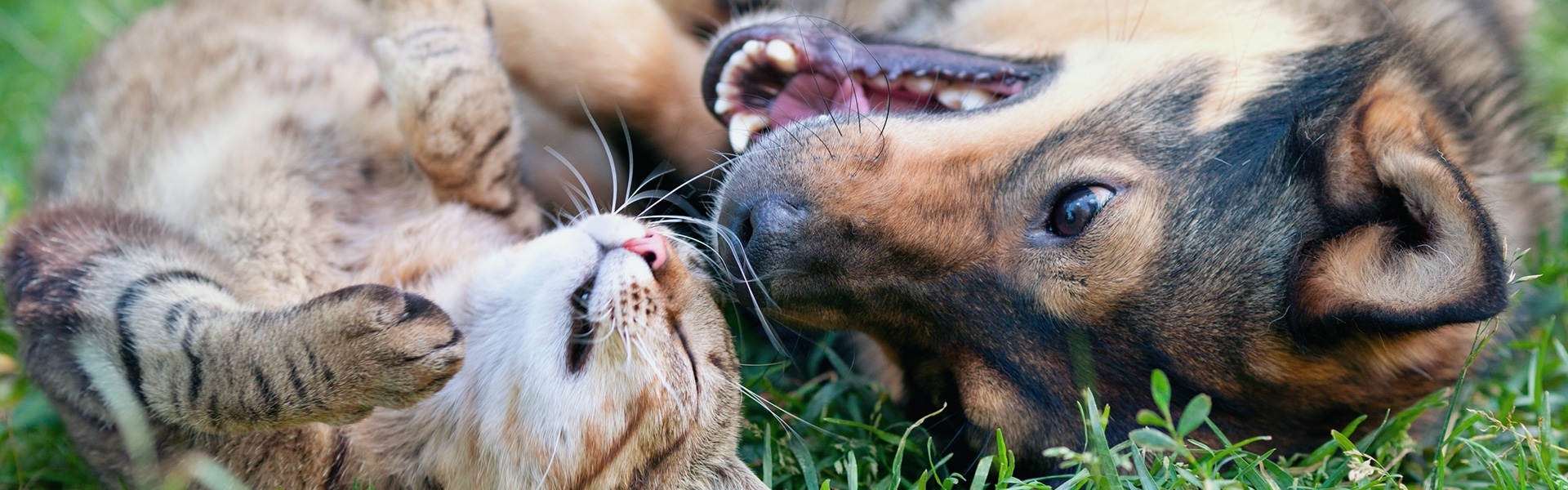 Mobile Vet in Great Falls, MT Keller's Mobile Vet Clinic