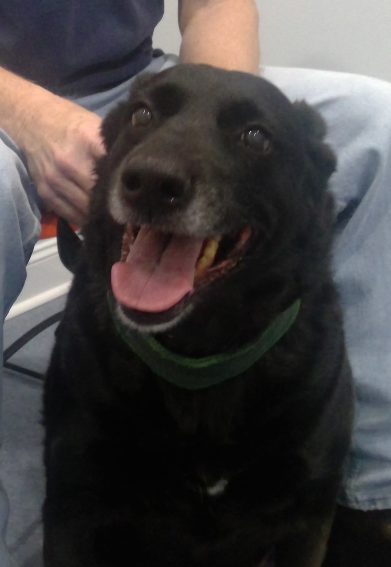 Gallery Kelley Animal Hospital