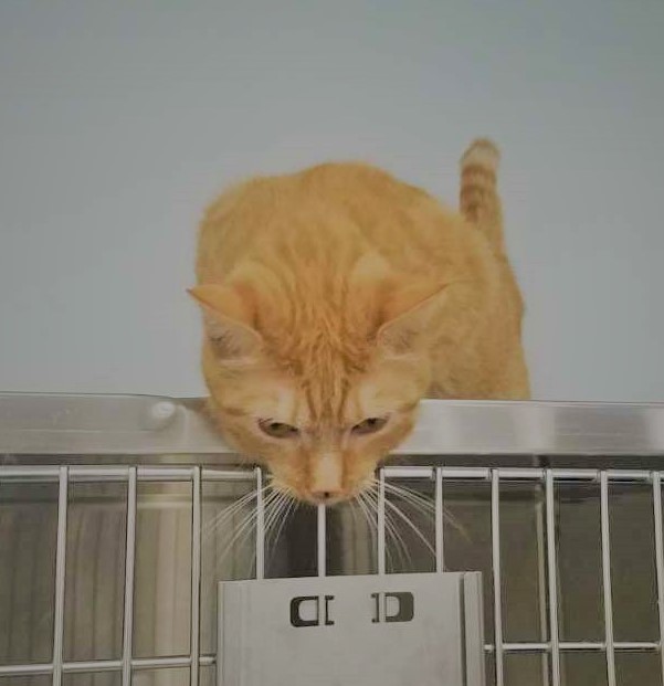 Gallery Kelley Animal Hospital