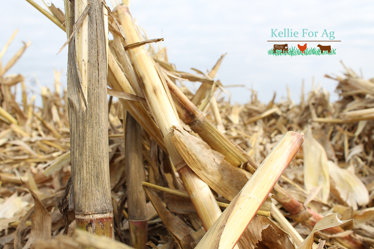 Harvest Is Over Now What Do We Do Kellie For Ag