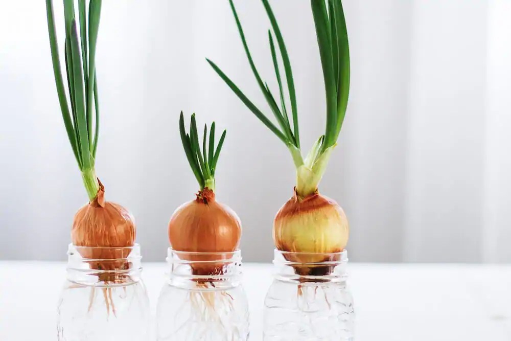 Fruits & Vegetables To ReGrow From Scraps Kellogg Garden Organics™